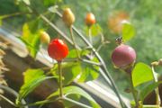Chili Pepper 'Bolivian Rainbow' - Irish Seed