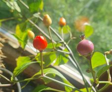 Chili Pepper 'Bolivian Rainbow' - Irish Seed