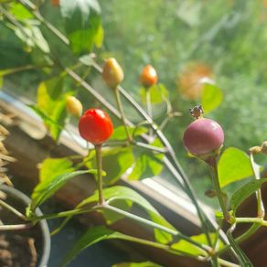Chili Pepper 'Bolivian Rainbow' - Irish Seed