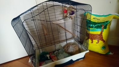 Pet