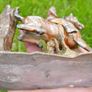 Vintage Mounted Huntsman Match Holder / Striker Image 5