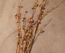 Four Gold & Gitter Ball  Branches