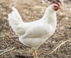 hens