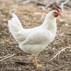 hens