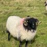 Blackface Rams Image 4
