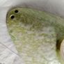 mid century dish, west german pottery Image 5
