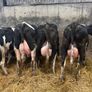 10 ai bred calved heifers Image 6