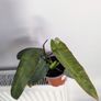 Philodendron Atabapoenese Plant Image 2