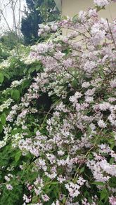 Flowering Shrubs, Garden Plants