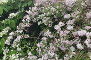 Flowering Shrubs, Garden Plants