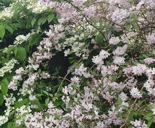 Flowering Shrubs, Garden Plants