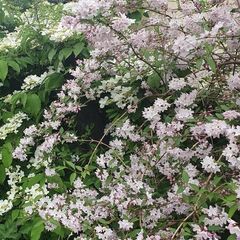 Flowering Shrubs, Garden Plants