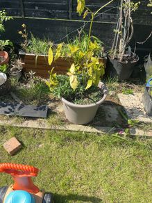 plants free