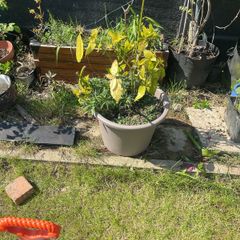 plants free