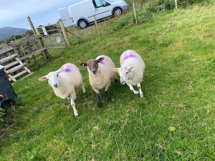 Young x bred sheep and ram lambs
