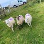 Young x bred sheep and ram lambs Image 3