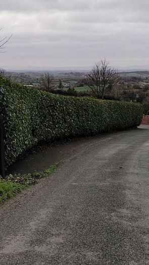 Whitethorn Hedging from 60 cents