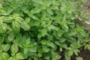 Oregano Plant