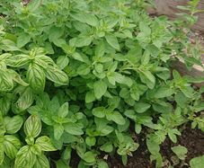 Oregano Plant