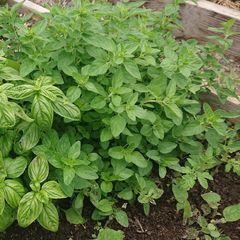 Oregano Plant