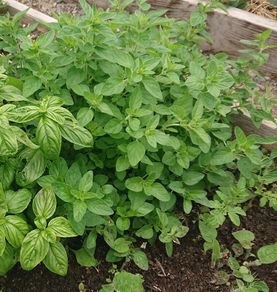 Oregano Plant