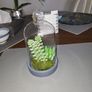 Cactus artificial Image 5