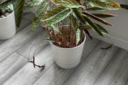 Ctenanthe / Never Never Plant with White Pot