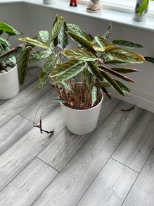 Ctenanthe / Never Never Plant with White Pot