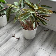 Ctenanthe / Never Never Plant with White Pot