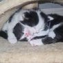 kitten for adoption Image 3