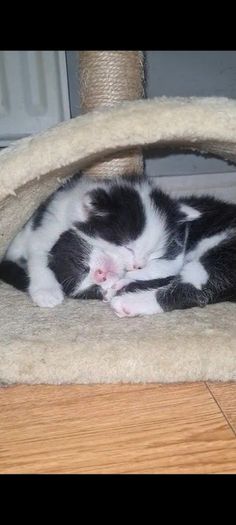 kitten for adoption