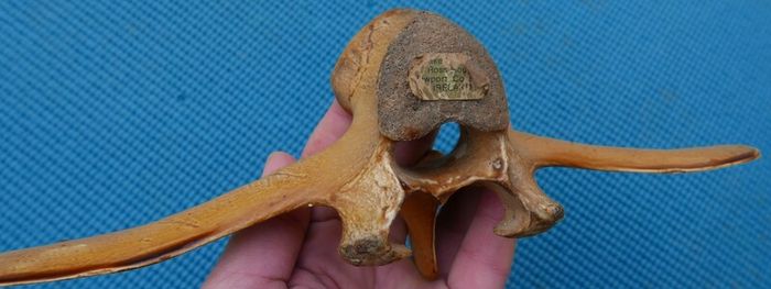 Vintage Bone