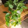 Epipremnum Aureum planter Image 2
