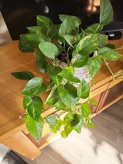 Epipremnum Aureum planter