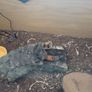 geko Image 2