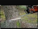 Tree surgeon and hedges cut Image 2