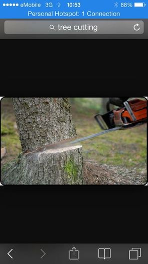 Tree surgeon and hedges cut