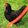 hens 15 each Image 3