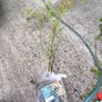 garden plants Image 7