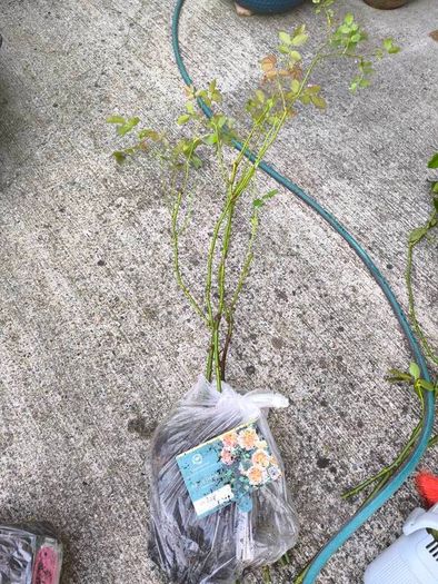garden plants