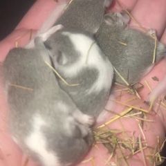 viv