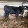 Angus 1st calf heifer Image 4