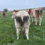 Heifers Image 6