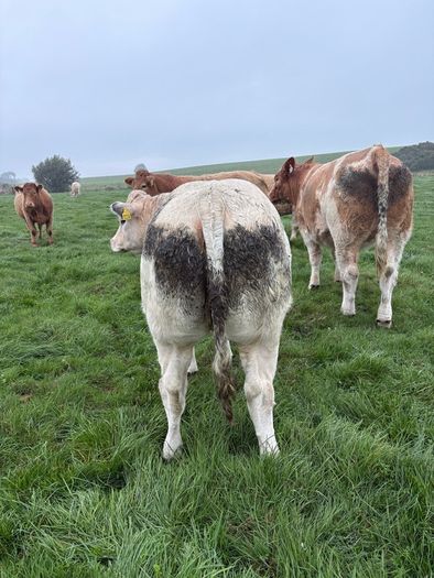 Heifers
