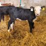 Heifer calves for sale Image 8