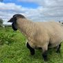 PB Suffolk ram Image 6