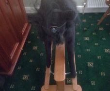 rocking horse