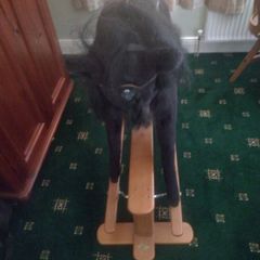 rocking horse