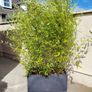 Bamboo plants Image 2
