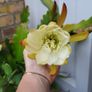 Epiphyllum Cacti. Beautiful rare cactus. Image 9